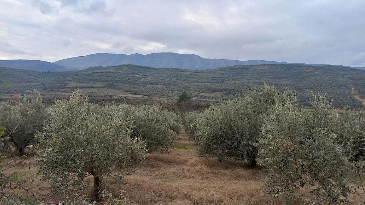 Migracija stanovništva ugrožava maslinarstvo u Albaniji