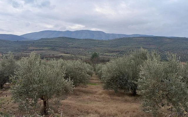 Migracija stanovništva ugrožava maslinarstvo u Albaniji
