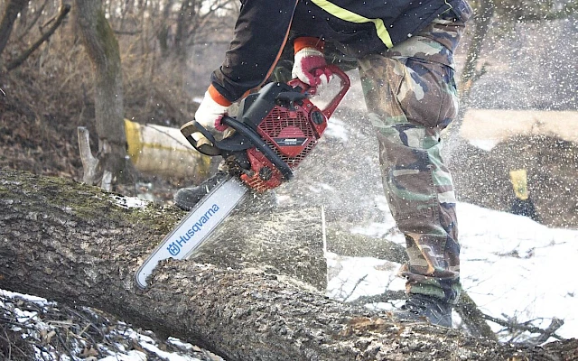 Predlažu moratorijum na sječu šuma
