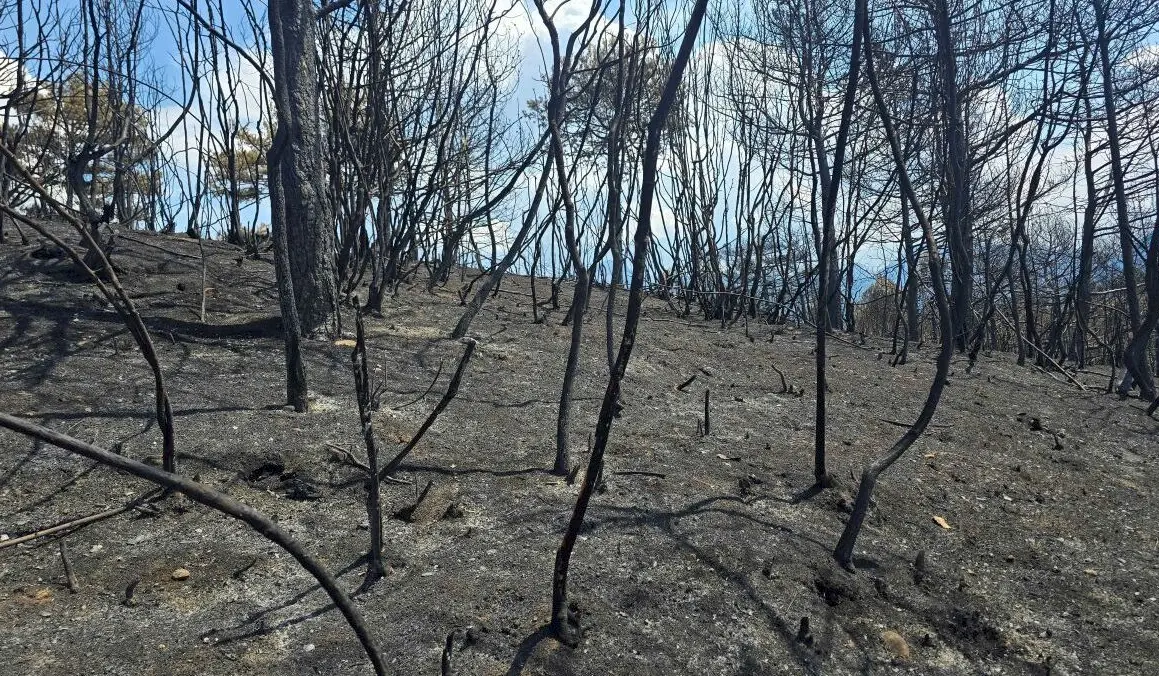 Šuma u južnoj Albaniji nakon požara. Foto: BIRN