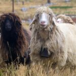 Popis poljoprivrede počinje u oktobru. Foto: BIRN/Samir Kajošević