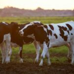 U Crnoj Gori neće biti realizovani ugovoreni poljoprivredni projekti u vrijednosti od oko 2,3 miliona eura. Foto: Ministarstvo poljoprivrede, vodoprivrede i šumarstva