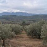 Maslinjak u selu Gjeroven iu Albaniji. Foto: Eriola Azizolli