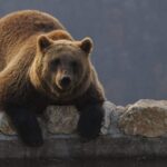 Mrki medvjed u utočištu za medvjede u blizini sela Mramor na Kosovu. Foto: EPA-EFE/Valdrin Xhemaj