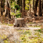 Nelegalno posječena stabla na Jelovici kod Berana. Foto: Vlada Crne Gore