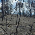 Šuma u južnoj Albaniji nakon požara. Foto: BIRN