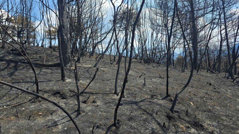 Šuma u južnoj Albaniji nakon požara. Foto: BIRN