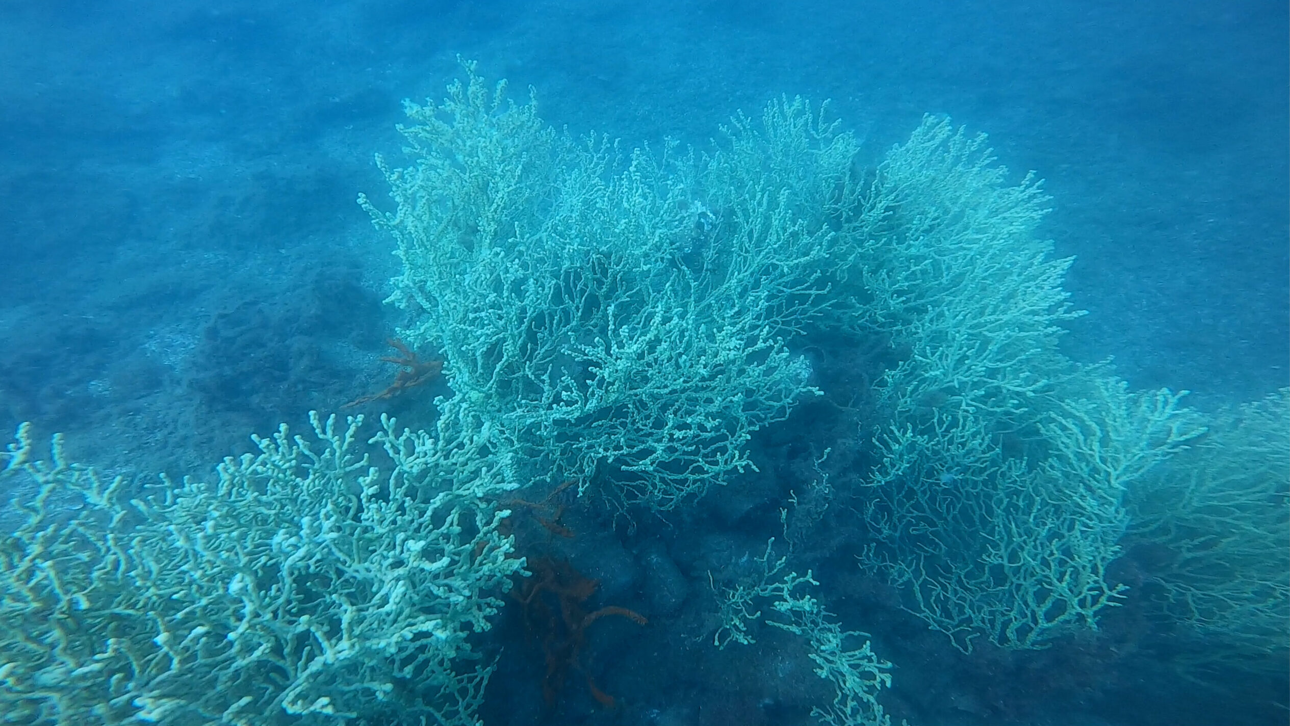 Zlatni koral u Boki kotorskoj. Foto: Institut za biologiju mora/ustupila Vesna Mačić
