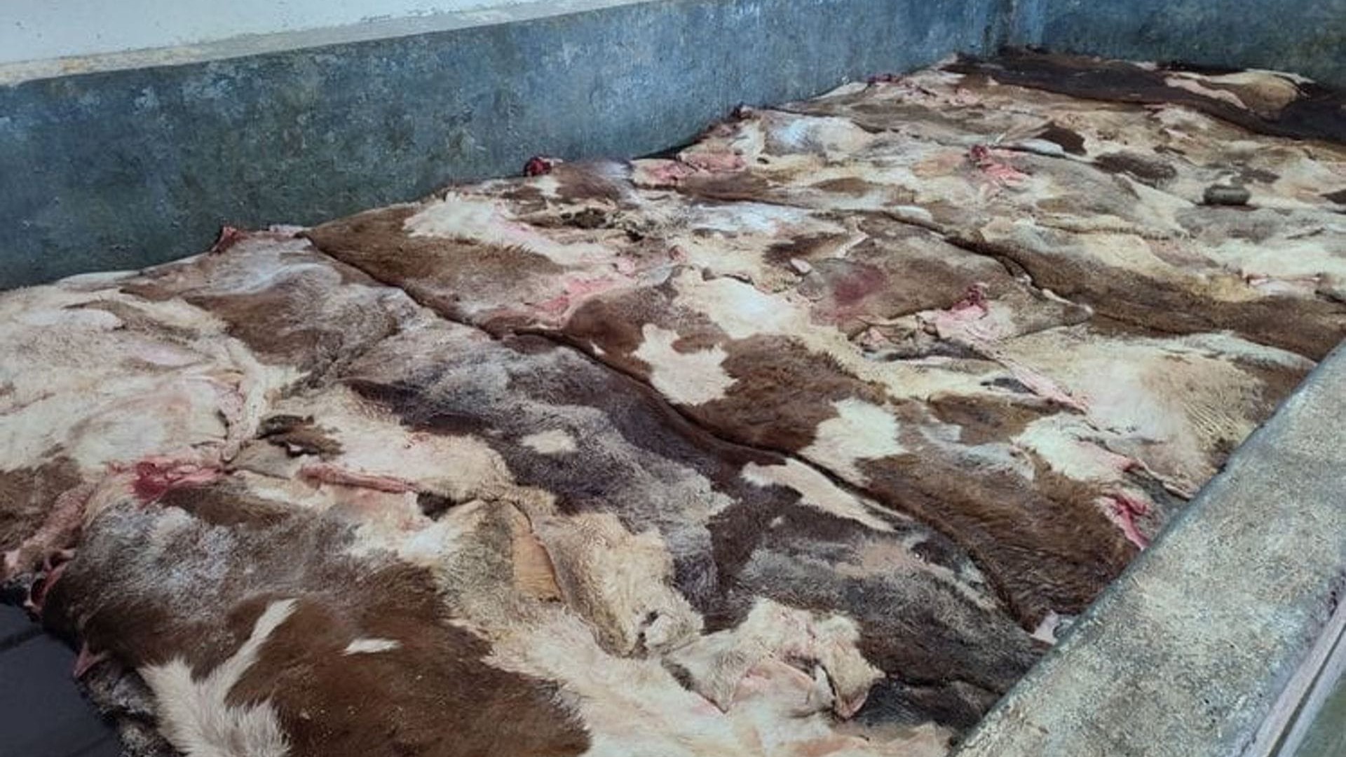 Životinjski ostaci u fabrici mesa. Foto: Uprava za bezbjednost hrane, veterinu i fitosanitarne poslove