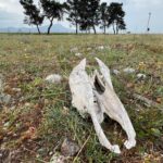 Životinjski ostaci na Ćemovskom polju u Podgorici. Foto: BIRN/Samir Kajošević