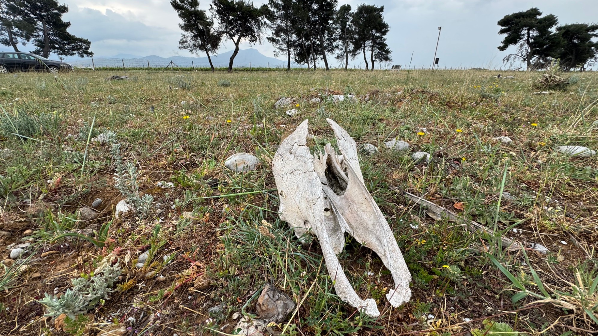 Životinjski ostaci na Ćemovskom polju u Podgorici. Foto: BIRN/Samir Kajošević